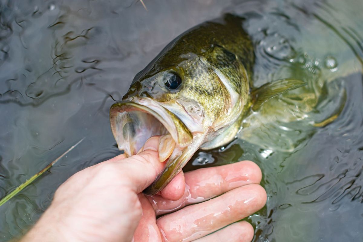 Black-bass tenu par la lèvre inférieure avant la remise à l'eau
