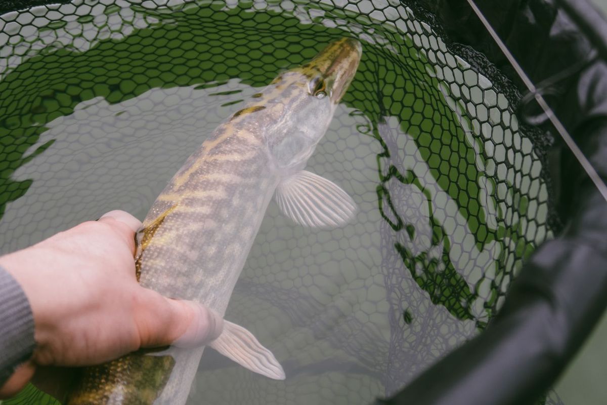 Brochet tenu au-dessus d'une épuisette, robe tachetée et museau plat caractéristiques