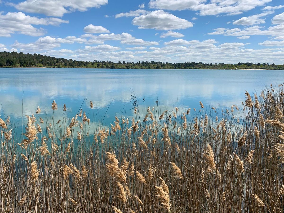 Roselière au bord d'un lac landais aux eaux claires, forêt de pins sur la rive opposée