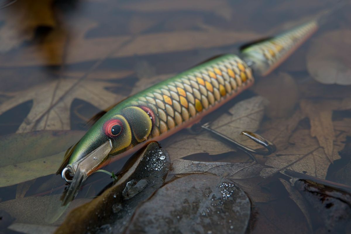 Poisson nageur posé dans l'eau peu profonde parmi des feuilles mortes d'automne